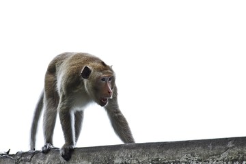 A monkey climbing on the wall of temple