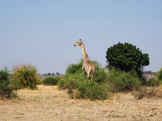 Girafe de profil - Afrique © Claudia