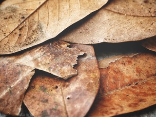 Dried leaves