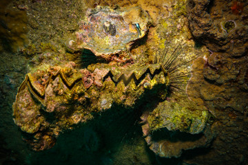 Fototapeta premium Shell