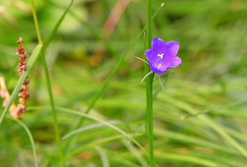 Campanella viola nel prato verde, in montagna, in estate