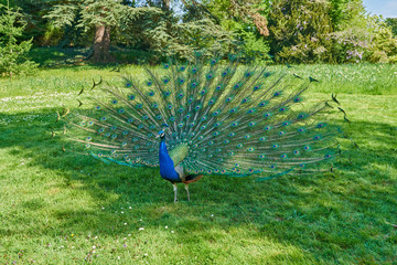 Fototapeta premium Peacock, Peafowl