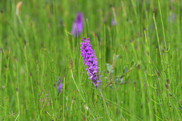 Orchidea viola nel prato in estate
