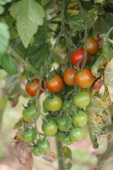 tomates