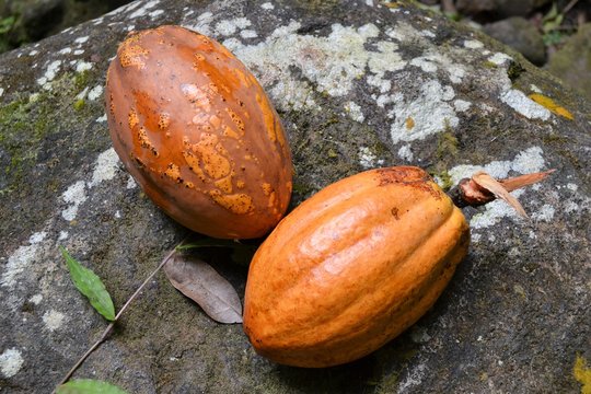 Cabosses de cacaoyer
