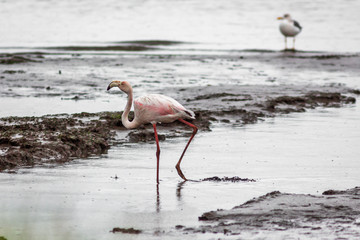 Flamingos in teh Nature