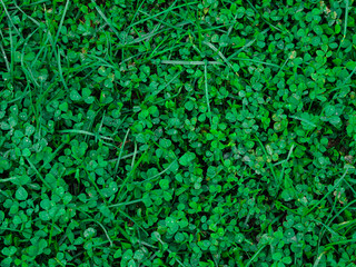 Green leaf texture / leaf texture background / Copy space