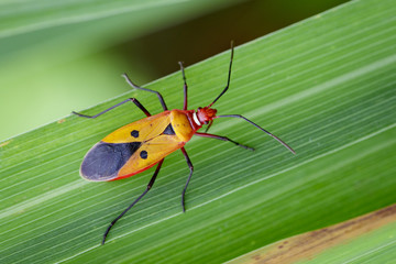 Image of Red Cotton Bug (Dysdercus cingulatus Fabricius) on green leaves. Insect Animal