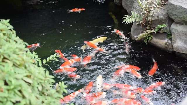 Koi fish in Tokyo pond swimming