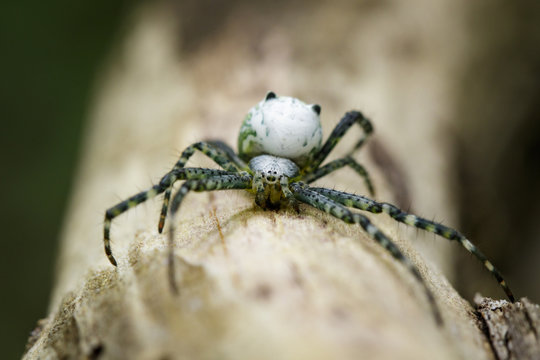 Image of Cyrtophora Moluccensis Spider(Male)(Doleschall, 1857., Tent Spider) on the timber on nature background. Insect Animal