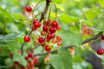 Ripened red currant berries fruits on the branch, bio organic backyard healthy outdoor produce garden macro close up