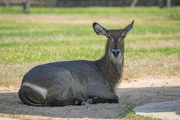 Image of an antelope relax on nature background. Wild Animals.