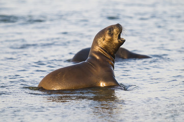 Naklejka premium Sea Lion baby