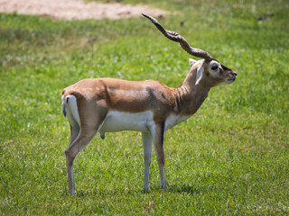 Naklejka na ściany i meble Image of impala male (Aepyceros melampus) on nature background. Wild Animals.