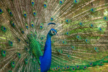 Naklejka premium Peacock in the Park