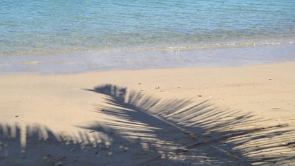 Fototapeta na wymiar Ombre de palme sur une plage des Caraibes