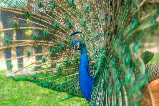 Peacock in the Park