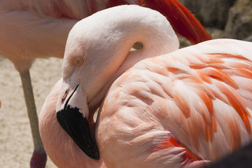 Flaminga