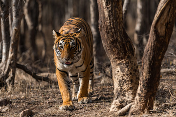 Noor from Ranthambore National Park, India