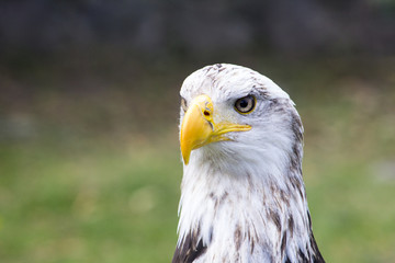 Eagle