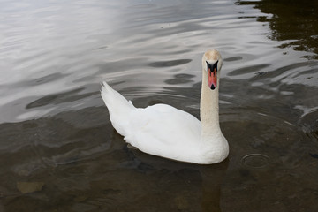 White swan in the lake, close