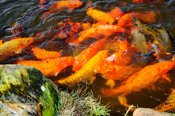 Obraz na płótnie Canvas Group of colorful carps swimming on a lake next to the ravine