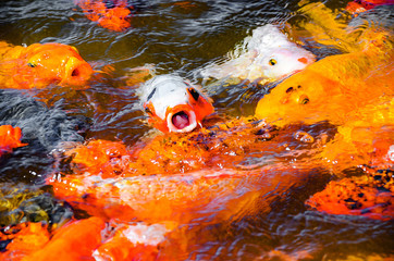 White carp with mouth open out of water on a group of colorful carps