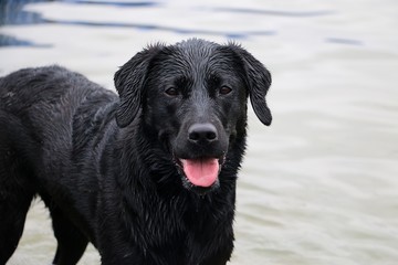 Portrait eines schwarzen nassen Labrador retrievers im Pool