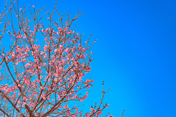 Tree with branches of pink flowers on a beautiful day