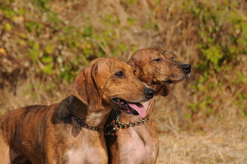 Segugio Maremmano, two Italian hunting dogs.