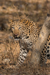 Fototapeta na wymiar dominant male leopard from jhalana forest area, Jaipur 