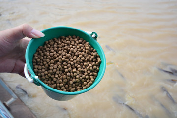feeding food to fishes in the river, Ayuthaya Thailand