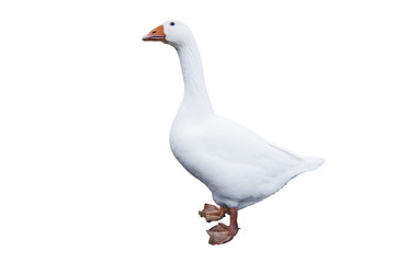 Goose on white background
