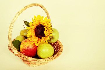 Flower of a sunflower and apples in Basket on a white background