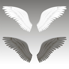 Vector realistic illustration of a black and white angel wings