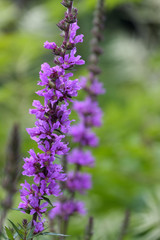 Gewöhnliche Blutweiderich (Lythrum salicaria)