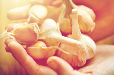 close up of woman hands holding garlic
