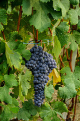 Vineyards waiting for harvest
