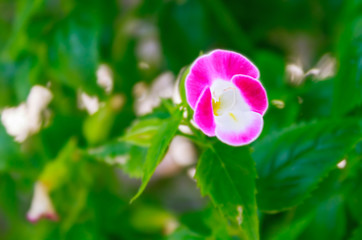 Pink flower and green leaves