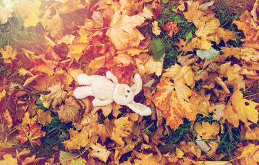 toy rabbit in fallen autumn leaves