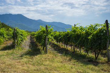 Fototapeta na wymiar Georgian wine area Kakheti