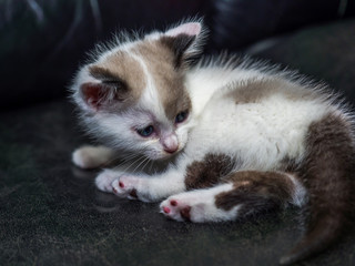 Fototapeta na wymiar Ragdoll kitten