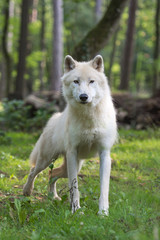 Loup arctique