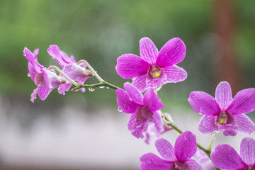 Purple orchid