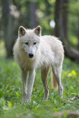 Loup arctique