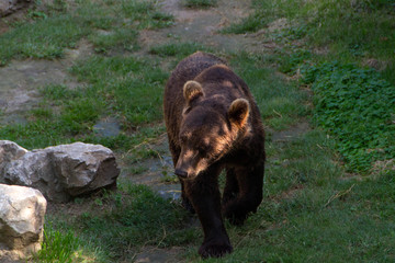 Fototapeta premium Europian brown bear