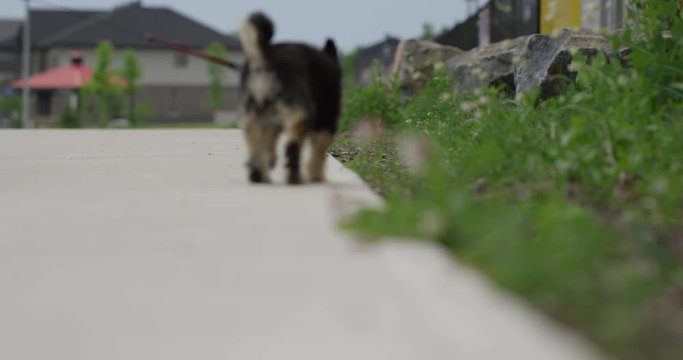 small dog walking down sidewalk sniffing flowers