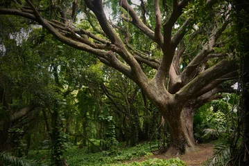 Zelfklevend Fotobehang Bomen Old tree stock images. Exotic nature in Hawaii. Rain forest picture
