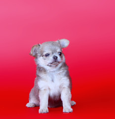 A cute puppy is sitting on a red background. Chihuahua blue color with drooping ears. Beautiful little dog studio picture.