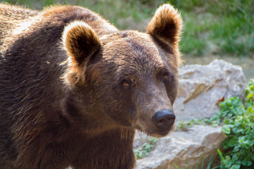 Plakat Europian brown bear